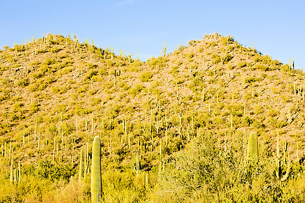 포토 JPG 해외이미지 식물 외관 여행 북아메리카 자연 선인장 국립공원 풍경 사람없음 야외 미국 사막 세계여행 애리조나 내추럴 해외202004 해외포토 공원 아메리카 세계 생태계 파일형식 이미지허브