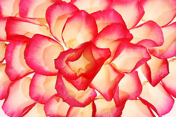 포토 JPG 해외이미지 모양 식물 기념일 꽃잎 꽃 결혼 백그라운드 패턴 벽지 휴가 발렌타인데이 사랑 미술 사람없음 장식 페인트 줄무늬 축하 우아함 성자 떨어짐 심볼 질감 초대 리빙 짐싸기 리듬 스타일 해외202004 해외포토 감정 종교 컨셉 무늬 데이이벤트 문화예술 이벤트 파일형식 이미지허브