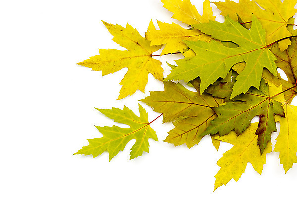 포토 JPG 해외이미지 나무 식물 계절 백그라운드 단풍 잎 패턴 오렌지 자연 추상 사람없음 장식 초록색 갈색 노란색 정원 활발 가을 흰색 시간 변화 황금 숲 11월 수집 오브젝트 합성 정맥 10월 고립 노화 카피스페이스 해외202004 해외포토 컬러 컨셉 무늬 과일 공백 날짜 생태계 혈관 파일형식 이미지허브