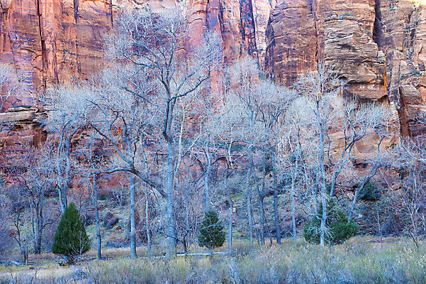 포토 JPG 해외이미지 나무 공원 도로 여행 겨울 오렌지 자연 하늘 휴가 산 풍경 사람없음 야외 빨간색 파란색 강 여행객 골짜기 계곡 얼음 미국 하이킹 사막 추위 바위 흰색 황무지 호기심 내추럴 시온산 전국 지질학 해외202004 해외포토 자연요소 식물 계절 공공시설 교육 감정 길 컬러 컨셉 북아메리카 과일 교통시설 레저 사람 돌_바위 생태계 파일형식 이미지허브