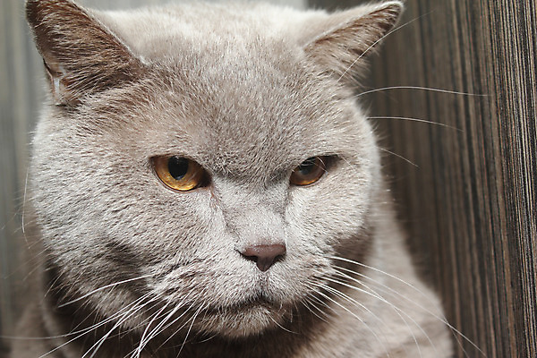 포토 JPG 해외이미지 동물 얼굴 포유류 영국 주택 미술 사람없음 반려동물 고양이 회색 모피 오브젝트 해외202004 해외포토 유럽 컬러 문화예술 건물 신체부위 파일형식 이미지허브