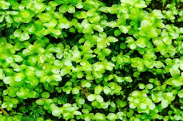 포토 JPG 해외이미지 나무 식물 계절 공원 줄기 백그라운드 단풍 잎 자연 표면 사람없음 옆모습 빨간색 세로 초록색 반사 갈색 노란색 환경 정원 일본 검은색 봄 가을 흰색 끝 정상 숲 9월 설탕 광택 정맥 10월 고립 플라타너스 해외202004 해외포토 공공시설 아시아 뷰포인트 컬러 날짜 생태계 혈관 파일형식 이미지허브