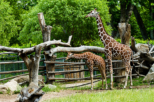 포토 JPG 해외이미지 동물 야생동물 포유류 아프리카 자연 초식동물 동물원 사람없음 목재 울타리 머리 큼 기린 사파리 해외202004 해외포토 나무 나라 재료 신체부위 담장 크기 생태계 파일형식 이미지허브