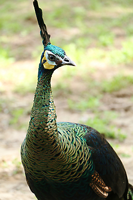 포토 JPG 해외이미지 나무 동물 1 야생동물 백그라운드 잎 오렌지 노래 자연 조류 휴식 종류 앉기 사람없음 야외 빨간색 초록색 여름 파란색 우주 봄 회색 바위 흰색 나뭇가지 공작 묘사 싱글 생물학 서식지 생태학 해외202004 해외포토 식물 계절 교육 음악 컬러 컨셉 과일 모션 돌_바위 생태계 파일형식 이미지허브