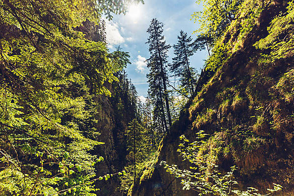포토 JPG 해외이미지 나무 공원 여행 자연 휴가 산 사람 풍경 사람없음 야외 초록색 물 여름 강 평화 골짜기 봄 폭포 하이킹 흐름 바위 점 개울 황무지 오스트리아 숲 오르기 알프스 내추럴 해외202004 해외포토 자연요소 식물 계절 공공시설 유럽 컬러 컨셉 모션 레저 돌_바위 생태계 파일형식 이미지허브