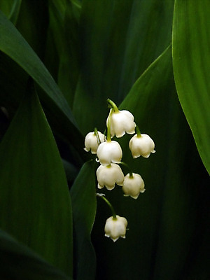 포토 JPG 해외이미지 식물 계절 꽃 꽃다발 백그라운드 컨셉 잎 자연 친절 새로움 사랑 사람없음 초록색 여름 평화 정원 계곡 봄 벚꽃 종 흰색 신용카드 개화 우아함 닫기 백합 4월 5월 다발 허브 향수 묘사 원예 향기 부드러움 내추럴 해외202004 해외포토 감정 컬러 모션 취미 금융 화장품 감각 날짜 생태계 냄새 파일형식 이미지허브