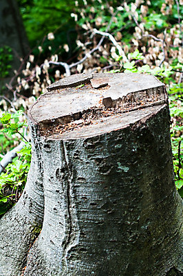 포토 JPG 해외이미지 나무 산업 백그라운드 자연 사람없음 야외 목재 초록색 갈색 환경 흰색 반지 숲 큼 자르기 유기농 통나무 먼지 나무껍질 자원 잡동사니 공터 내추럴 벌목 생태학 수목 옛날 해외202004 해외포토 식물 웰빙 교육 컬러 재료 장신구 모션 껍질 크기 생태계 파일형식 이미지허브