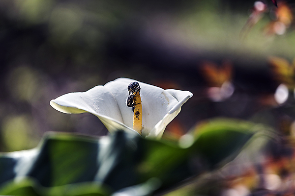 포토 JPG 해외이미지 계절 꽃잎 음식 꽃무늬 오렌지 관계 자연 날씨 협력 노동자 사람없음 햇빛 노란색 정원 검은색 힘 봄 활발 에너지 흰색 업무 그룹 벌레 수분 5월 먹기 원예 꽃가루 영양분 해외202004 해외포토 직업 꽃 컬러 곤충 컨셉 무늬 과일 모션 취미 태양 작업 날짜 가루 생태계 파일형식 이미지허브