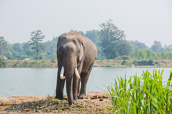 포토 JPG 해외이미지 나무 동물 야생동물 어린이 밭 포유류 가족 자연 엄마 초식동물 코끼리 함께함 사람없음 야외 아기 주름 숲 방목 귀 돌봄 유대감 해외202004 해외포토 식물 컨셉 농업 관계 모션 사람 신체부위 축산업 생태계 파일형식 이미지허브