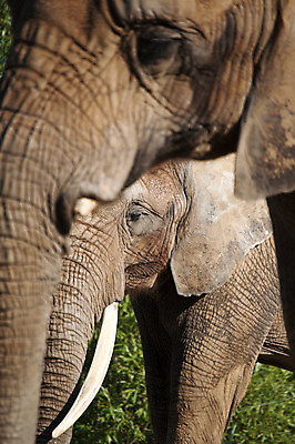 포토 JPG 해외이미지 동물 야생동물 포유류 자연 코끼리 사람없음 야외 가로 사진촬영 회색 주름 질감 해외202004 해외포토 컬러 촬영 생태계 파일형식 이미지허브
