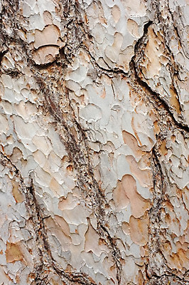 포토 JPG 해외이미지 나무 식물 백그라운드 패턴 자연 표면 날씨 추상 건조 사람없음 목재 거친 널 장작 피부 묘사 질감 나무껍질 잡동사니 내추럴 수목 옛날 울퉁불퉁 디테일 해외202004 해외포토 무늬 재료 신체부위 껍질 생태계 파일형식 이미지허브