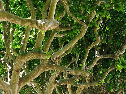 포토 JPG 해외이미지 식물 백그라운드 잎 자연 사람없음 야외 초록색 햇빛 성장 나뭇가지 서식지 잡종 내추럴 대패 해외202004 해외포토 나무 컬러 태양 생태계 파일형식 이미지허브