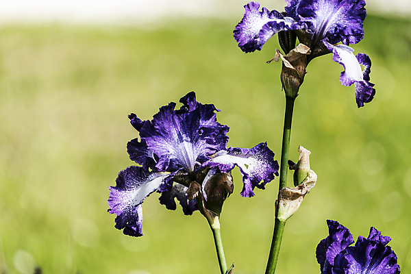 포토 JPG 해외이미지 식물 계절 꽃 꽃다발 잎 자연 날씨 휴식 사람없음 초록색 정원 보라색 화목 힘 봄 에너지 성장 시골 제비꽃 원예 정맥 해외202004 해외포토 컬러 컨셉 취미 생태계 혈관 파일형식 이미지허브