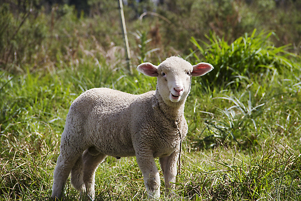 포토 JPG 해외이미지 주간 한마리 새끼 사람없음 야외 목장 양 방목 목줄 해외202004 해외포토 자연요소 동물 1 포유류 축산업 파일형식 반려용품 이미지허브
