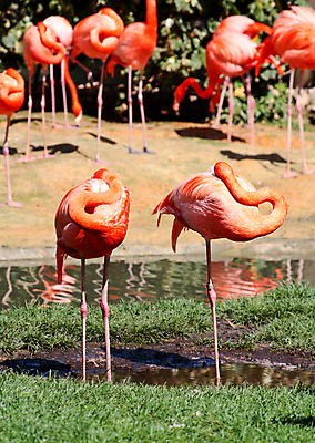포토 JPG 해외이미지 동물 호수 야생동물 분홍색 날개 오렌지 자연 조류 생물 동물원 사람없음 야외 빨간색 물 여름 연못 플라밍고 사파리 깃털 묘사 부리 앵무새 목 단아함 마이애미 이국적 플로리다 해외202004 해외포토 자연요소 계절 컬러 과일 신체부위 미국 생태계 파일형식 이미지허브