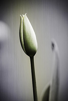 포토 JPG 해외이미지 식물 꽃잎 꽃 자연 불 사랑 사람없음 빨간색 초록색 여름 장미 노란색 검은색 봄 젖음 튤립 사인 열정 해외202004 해외포토 자연요소 계절 감정 컬러 생태계 파일형식 이미지허브