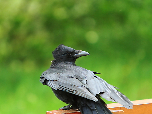 포토 JPG 해외이미지 동물 야생동물 날개 자연 조류 사람없음 깃털 부리 계산서 사기꾼 해외202004 해외포토 생태계 파일형식 이미지허브