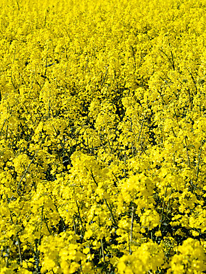 포토 JPG 해외이미지 식물 꽃 밭 농업 자연 사람없음 농작물 농장 노란색 환경 수확 성장 벚꽃 시골 신선 개화 유채 강렬 디젤 밭일 카놀라 해외202004 해외포토 산업 컬러 생태계 파일형식 이미지허브