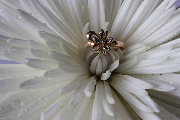포토 JPG 해외이미지 식물 꽃잎 꽃 결혼 백그라운드 꽃무늬 결혼식 남편 선물 사랑 사람없음 장식 벚꽃 흰색 물방울 신선 반지 아내 황금 떨어짐 보석 열정 내추럴 제안 해외202004 해외포토 감정 컬러 컨셉 무늬 장신구 이벤트 광석 파일형식 이미지허브
