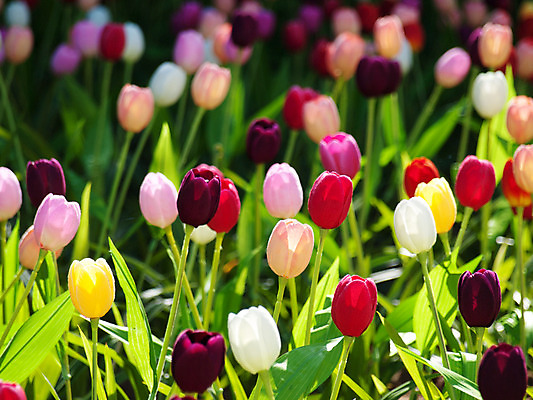 포토 JPG 해외이미지 식물 꽃잎 꽃 유럽 분홍색 백그라운드 꽃무늬 밭 자연 사람없음 야외 빨간색 컬러풀 정원 봄 튤립 벚꽃 신선 다발 네덜란드 내추럴 많음 해외202004 해외포토 계절 나라 컬러 컨셉 무늬 농업 생태계 파일형식 이미지허브