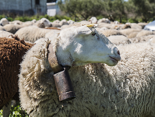포토 JPG 해외이미지 동물 얼굴 밭 농업 포유류 자연 엄마 털 풍경 사람없음 야외 초록색 여름 농장 농경지 평화 환경 가축 침묵 봄 흰색 시골 아기 양 그룹 소 닫기 군중 방목 땅 묘사 장면 양고기 내추럴 양모 기르기 밭일 생태학 수유 해외202004 해외포토 계절 교육 산업 컬러 컨셉 가족 모션 육류 사람 신체부위 소리 직물 축산업 생태계 돌봄 파일형식 이미지허브