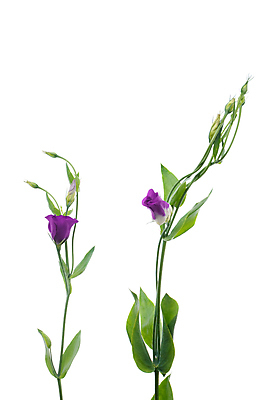 포토 JPG 해외이미지 줄기 잎 실내 사람없음 제비꽃 꽃봉오리 흰배경 호접란 해외202004 해외포토 식물 꽃 백그라운드 내부 흰색 파일형식 이미지허브