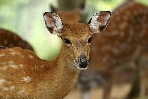 포토 JPG 해외이미지 동물 야생동물 포유류 자연 사슴 사람없음 야외 숲 동물상 암사슴 해외202004 해외포토 조형물 암컷 생태계 파일형식 이미지허브