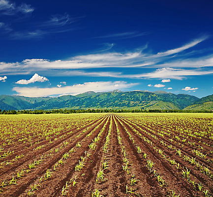 포토 JPG 해외이미지 식물 구름 계절 산업 선 밭 농업 채소 자연 하늘 산 옥수수 풍경 사람없음 야외 초록색 여름 파란색 빛 농작물 농장 농경지 새싹 환경 맑음 봄 성장 시골 숲 시리얼 밀 뿌리기 묘목 밭일 시베리아 줄서기 해외202004 해외포토 자연요소 나무 음식 컬러 모션 날씨 곡류 생태계 파일형식 이미지허브