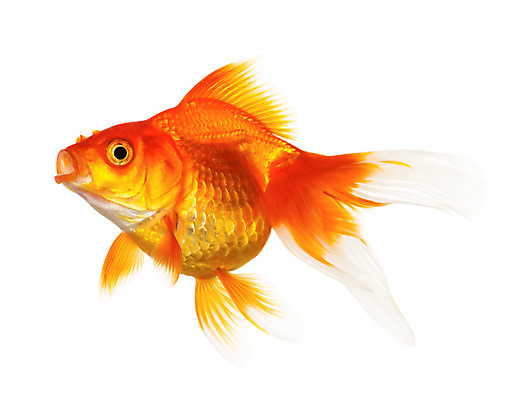 포토 JPG 해외이미지 동물 백그라운드 컨셉 오렌지 모션 자연 주택 어류 사람없음 물 반려동물 수중 수영 희망 침묵 거품 꿈 자유 흰색 액체 사발 황금 고독 작음 어항 싱글 눈금 꼬리 금붕어 탱크 지느러미 수족관 마법 잉어 고립 무료 해외202004 해외포토 자연요소 감정 컬러 과일 건물 수중동물 소리 수상스포츠 사기그릇 크기 생태계 파일형식 이미지허브