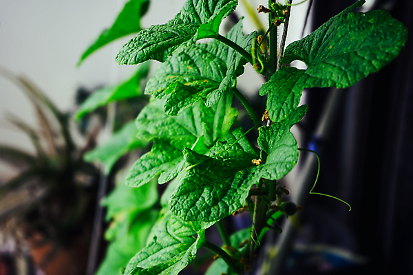 포토 JPG 해외이미지 식물 계절 줄 음식 줄기 잎 농업 토마토 채소 자연 오이 쟁반 실내 사람없음 초록색 농장 새싹 정원 흙 봄 성장 신선 그물 작음 멜론 허브 오브젝트 유기농 원예 먼지 내추럴 모종 밭일 온실 그리너리 해외202004 해외포토 웰빙 산업 컬러 과일 취미 내부 크기 생태계 파일형식 트랜드컬러 이미지허브