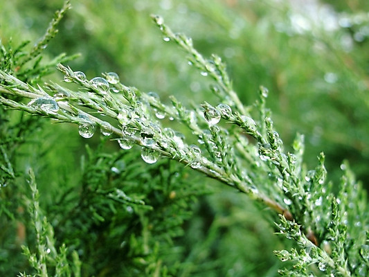 포토 JPG 해외이미지 나무 식물 자연 날씨 사람없음 초록색 물 물방울 떨어짐 해외202004 해외포토 자연요소 컬러 컨셉 생태계 파일형식 이미지허브