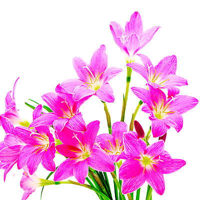 포토 JPG 해외이미지 식물 꽃잎 꽃 지구 분홍색 잎 꽃무늬 자연 사람없음 초록색 여름 햇빛 농장 정원 보라색 봄 벚꽃 흰색 개화 우아함 백합 원예 꽃가루 내추럴 꽃수술 해외202004 해외포토 계절 컬러 컨셉 무늬 농업 취미 태양 가루 생태계 파일형식 이미지허브