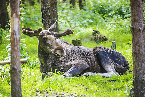 포토 JPG 해외이미지 동물 공원 야생동물 밭 포유류 자연 초식동물 사슴 털 뿔 풍경 사람없음 야외 갈색 숲 큼 먹기 북쪽 전국 해외202004 해외포토 공공시설 컬러 농업 모션 크기 방향 생태계 파일형식 이미지허브