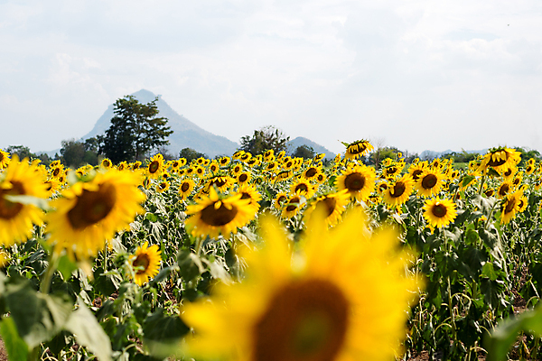 포토 JPG 해외이미지 식물 계절 꽃 행복 여행 백그라운드 꽃무늬 패턴 밭 농업 자연 하늘 불꽃 해바라기 풍경 사람없음 야외 파란색 농작물 컬러풀 태양 노란색 환경 일몰 터치 성장 벚꽃 시골 개화 유기농 많음 카피스페이스 세련 해외202004 해외포토 자연요소 웰빙 감정 산업 컬러 컨셉 무늬 불 노을 공백 생태계 파일형식 이미지허브