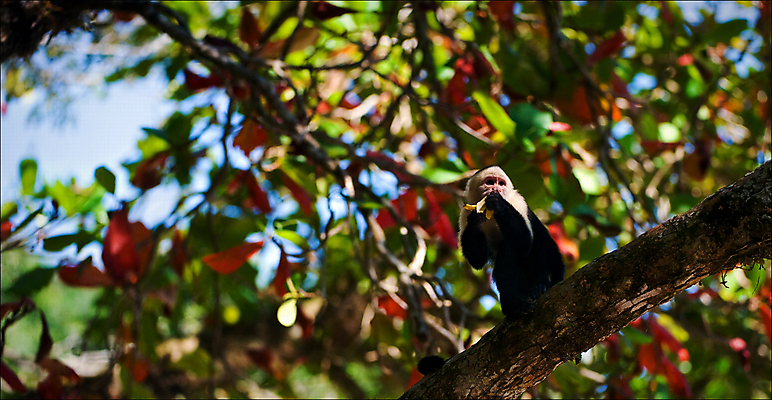 포토 JPG 해외이미지 나무 식물 동물 척추동물 1 야생동물 여행 잎 포유류 자연 열대 풍경 사람없음 가로 빨간색 초록색 컬러풀 갈색 미국 나뭇가지 원숭이 표현 닫기 숲 작음 열대우림 먹기 슛 동물상 해외202004 해외포토 컬러 북아메리카 모션 조형물 크기 생태계 파일형식 이미지허브