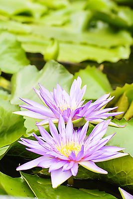 포토 JPG 해외이미지 나무 식물 꽃 종교 선 분홍색 백그라운드 불교 자연 동양인 사람없음 빨간색 초록색 물 노란색 정원 보라색 벚꽃 흰색 연못 신선 개화 해외202004 해외포토 자연요소 컬러 인종 생태계 파일형식 이미지허브