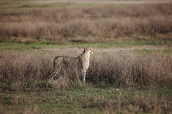 포토 JPG 해외이미지 동물 야생동물 백그라운드 포유류 아프리카 자연 털 사람없음 반려동물 고양이 힘 점 위험 큼 사파리 속도 육식동물 케냐 동쪽 치타 마사이족 보츠와나 사바나 전국 해외202004 해외포토 나라 컨셉 크기 방향 생태계 파일형식 이미지허브