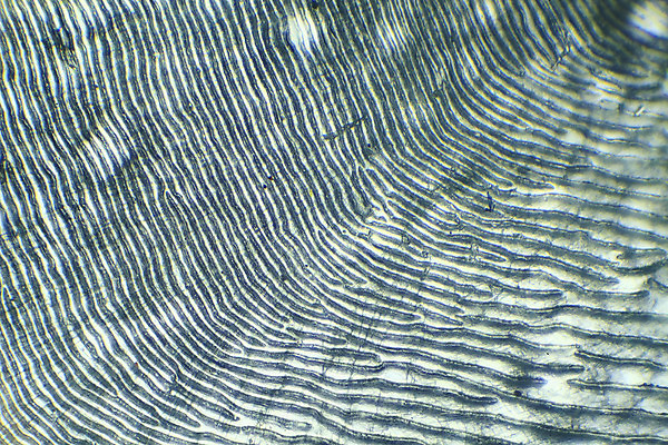 포토 JPG 해외이미지 바다 백그라운드 프레임 현미경 사람없음 장식 빛 수영 줄무늬 흐름 작음 피부 준비 질감 싸움 육식동물 어장 송어 해외202004 해외포토 동물 컨셉 무늬 모션 실험기구 어류 신체부위 수상스포츠 크기 파일형식 이미지허브