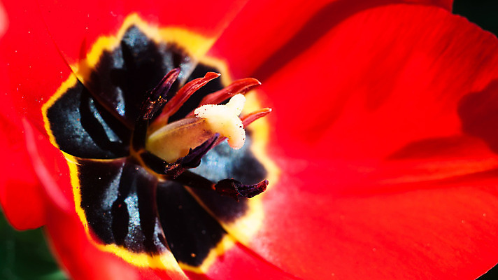 포토 JPG 해외이미지 식물 계절 꽃잎 꽃 행복 분홍색 백그라운드 잎 꽃무늬 밭 농업 자연 하늘 풍경 사람없음 야외 장식 빨간색 초록색 여름 파란색 컬러풀 노란색 환경 정원 보라색 봄 활발 성장 벚꽃 흰색 나뭇가지 신선 개화 다발 묘사 데이지 내추럴 해외202004 해외포토 나무 감정 산업 컬러 컨셉 무늬 생태계 파일형식 이미지허브