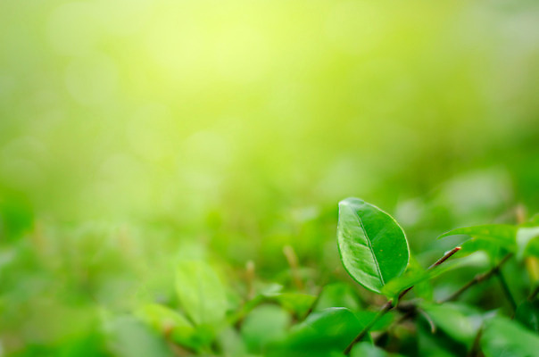 포토 JPG 해외이미지 나무 식물 디자인 계절 공원 백그라운드 컨셉 잎 패턴 자연 벽지 추상 풍경 사람없음 초록색 여름 빛 컬러풀 태양 우주 환경 정원 맑음 봄 성장 신선 소프트포커스 숲 질감 보케 부드러움 내추럴 블러 생태학 그리너리 해외202004 해외포토 자연요소 공공시설 교육 컬러 무늬 날씨 촬영기법 감각 생태계 파일형식 트랜드컬러 이미지허브