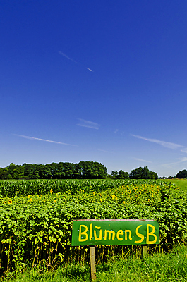 포토 JPG 해외이미지 나무 식물 구름 꽃 행복 유럽 밭 자연 하늘 휴가 휴식 해바라기 파노라마 풍경 사람없음 장식 초록색 여름 파란색 빛 햇빛 태양 농장 농경지 정원 맑음 봄 벚꽃 시골 땅 데이지 천국 내추럴 생태학 해외202004 해외포토 자연요소 계절 교육 감정 나라 컬러 컨셉 농업 날씨 촬영기법 생태계 파일형식 이미지허브