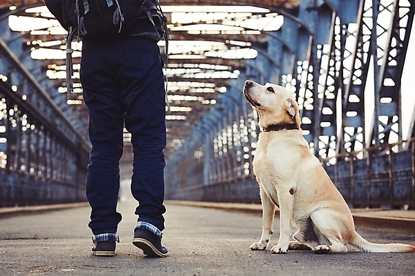 포토 JPG 해외이미지 동물 라이프스타일 도로 여행 건축양식 함께함 사랑 한명 사람 앉기 야외 반려동물 우정 산책 하이킹 개 철 집중 동료 주인 송곳니 복종 신앙심 양발 옛날 해외202004 해외포토 1 건축 감정 길 컨셉 포유류 관계 교통시설 모션 레저 휴식 생활 친구 치아 파일형식 이미지허브