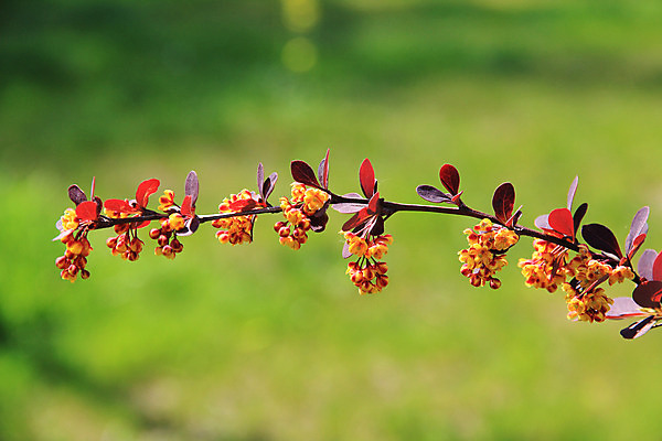 포토 JPG 해외이미지 나무 식물 계절 공원 꽃잎 꽃 백그라운드 잎 오렌지 자연 새로움 사람없음 야외 초록색 여름 빛 태양 노란색 우주 맑음 봄 성장 벚꽃 나뭇가지 부드러움 내추럴 해외202004 해외포토 자연요소 공공시설 컬러 컨셉 과일 날씨 감각 생태계 파일형식 이미지허브