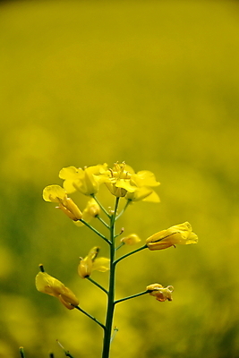 포토 JPG 해외이미지 식물 꽃 백그라운드 밭 농업 채소 자연 하늘 씨앗 풍경 사람없음 초록색 농작물 농장 노란색 환경 봄 에너지 성장 벚꽃 시골 개화 황금 땅 유채 장면 생태학 카놀라 세련 해외202004 해외포토 계절 교육 산업 컬러 생태계 파일형식 이미지허브