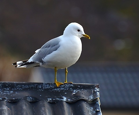 포토 JPG 해외이미지 갈매기 노르웨이 풍경 사람없음 빛 태양 일몰 저녁 해외202004 해외포토 자연요소 유럽 조류 노을 야간 파일형식 이미지허브