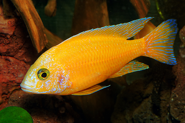 포토 JPG 해외이미지 호수 분홍색 아프리카 자연 어류 사람없음 빨간색 초록색 물 파란색 반려동물 컬러풀 노란색 수중 신선 황금 공작 수족관 잡종 난쟁이 말라위 해외202004 해외포토 자연요소 동물 나라 컬러 조류 수중동물 생태계 파일형식 이미지허브