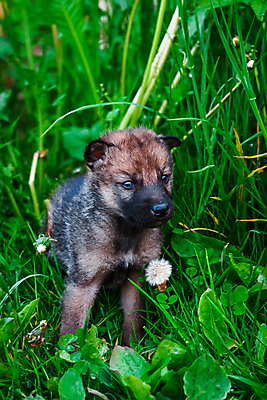 포토 JPG 해외이미지 동물 유럽 야생동물 새끼 백그라운드 포유류 자연 서기 사람없음 야외 아기 강아지 먹이 육식동물 늑대 동물상 해외202004 해외포토 나라 모션 사람 반려동물 조형물 개 생태계 파일형식 이미지허브