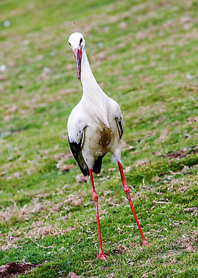 포토 JPG 해외이미지 동물 척추동물 1 공원 야생동물 날개 아프리카 자연 조류 동물원 서기 사람없음 야외 초록색 검은색 흰색 기다림 왜가리 깃털 싱글 부리 목 내추럴 동물상 황새 해외202004 해외포토 공공시설 나라 컬러 모션 신체부위 조형물 생태계 파일형식 이미지허브