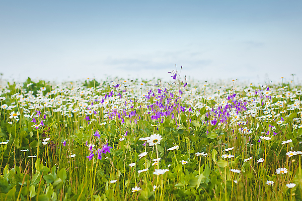 포토 JPG 해외이미지 식물 계절 공원 꽃잎 꽃 백그라운드 잎 꽃무늬 밭 자연 하늘 씨앗 풍경 잔디 사람없음 초록색 여름 빛 태양 노란색 정원 맑음 봄 성장 벚꽃 흰색 시골 신선 개화 그룹 황금 숲 데이지 장면 내추럴 캐모마일 해외202004 해외포토 자연요소 공공시설 컬러 무늬 농업 날씨 허브 생태계 파일형식 이미지허브
