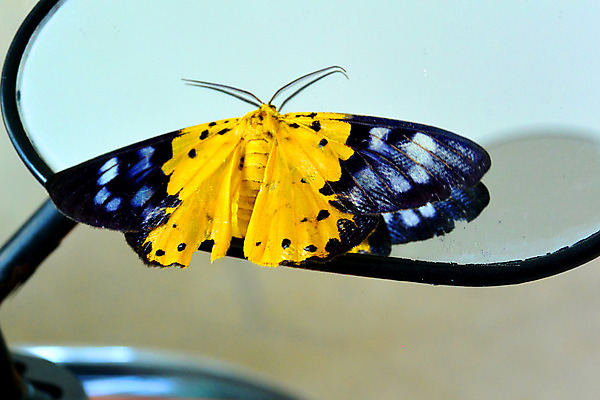 포토 JPG 해외이미지 꽃 여행 나비 교통시설 유리 하늘 휴가 휴식 항해 사람없음 여름 운동 노란색 맑음 자전거 봄 꿈 거울 자유 오토바이 벚꽃 개화 고속도로 승차 계기판 그만 루트 바이킹 방법 속도계 해외202004 해외포토 식물 계절 도로 컬러 곤충 교통 컨셉 배_교통 모션 재질 날씨 건강 바이크 시설 파일형식 이미지허브